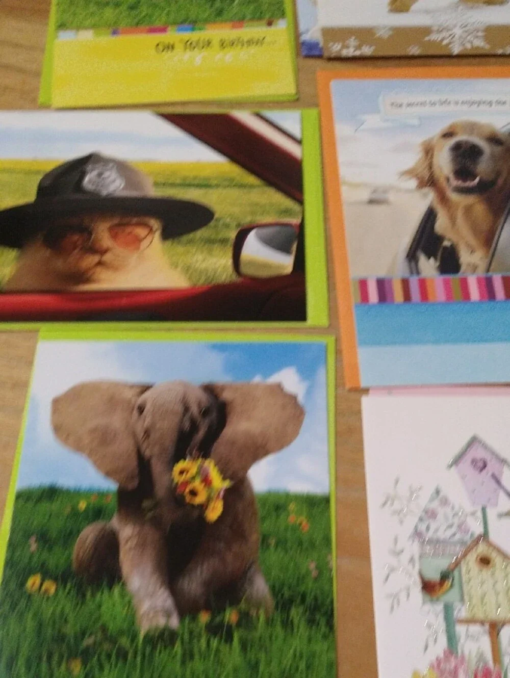 Animal Greeting Cards Assortment - Cats Dogs Birds Other
